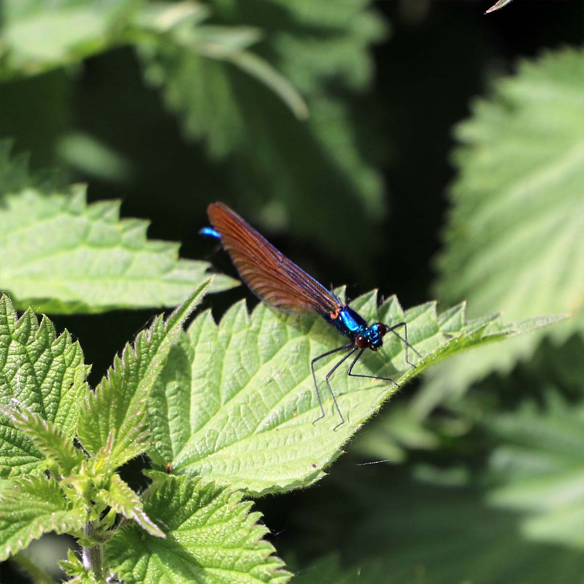 Blue damselfly