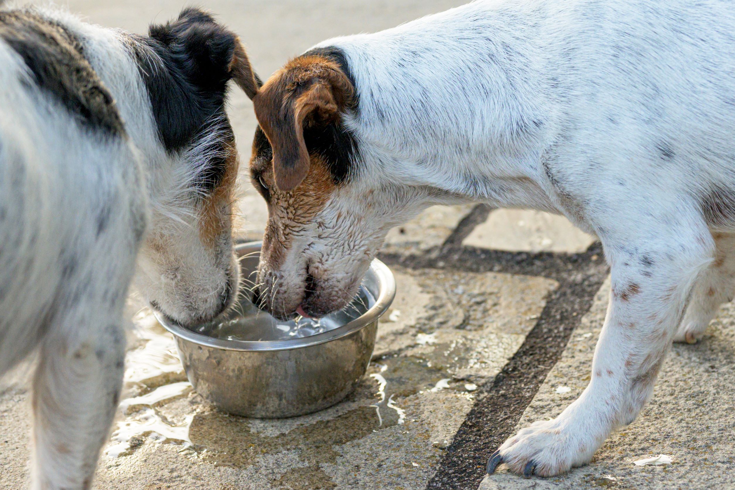 an image of dogs drinking water