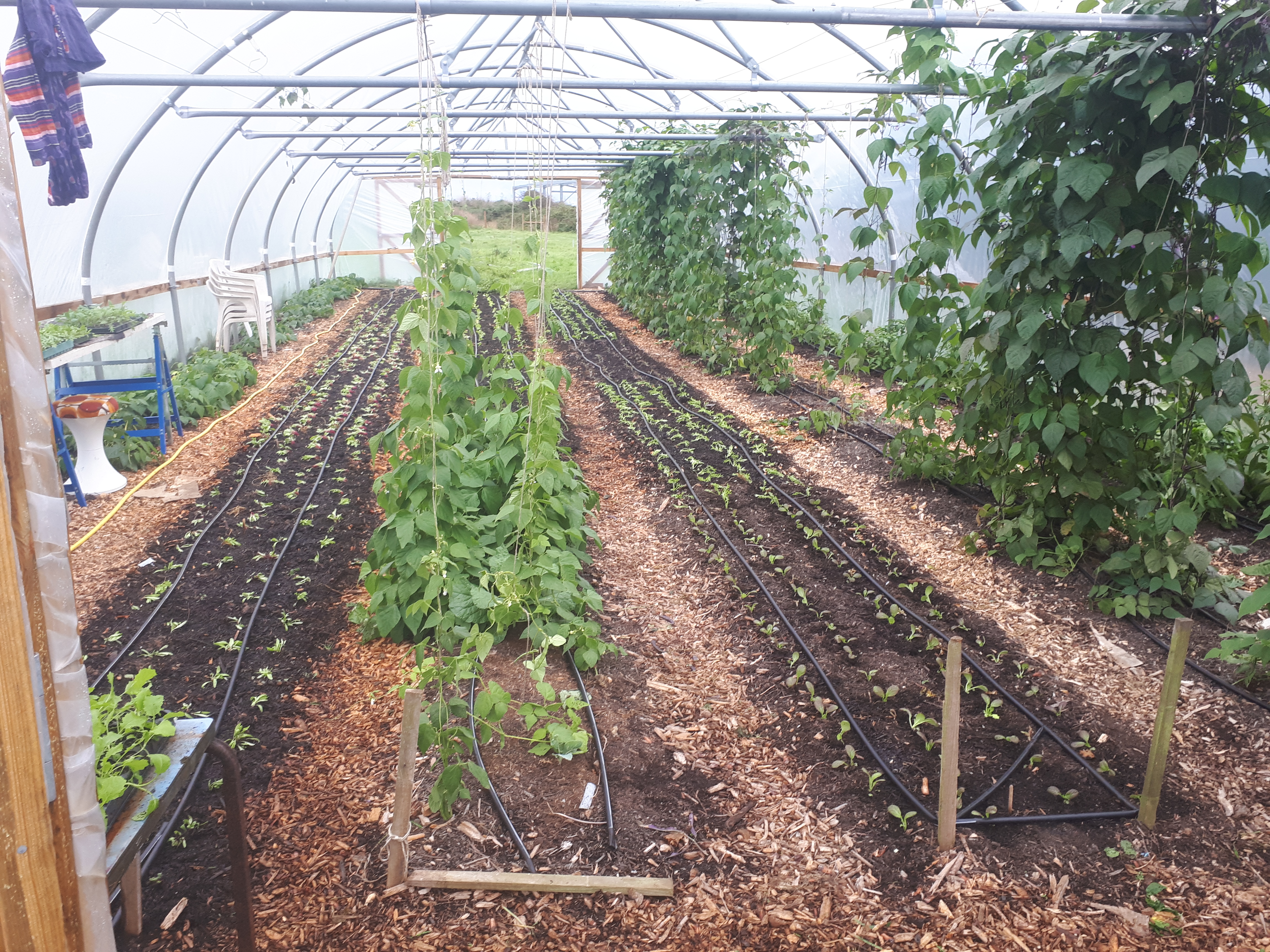 an image of the garden