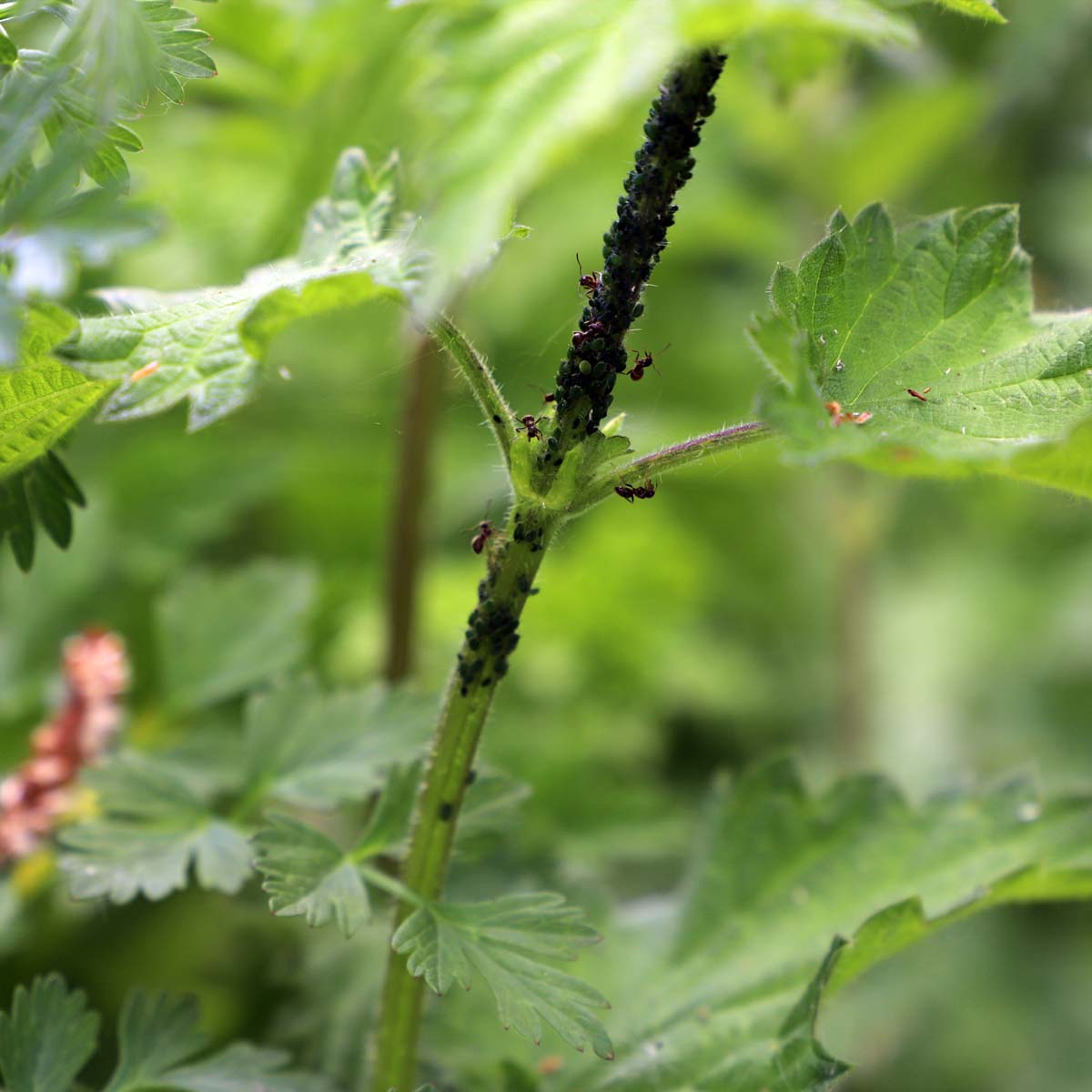 nettles