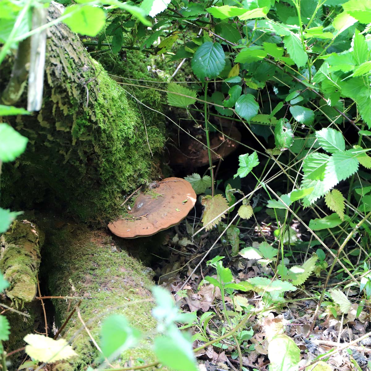 More Fungi 