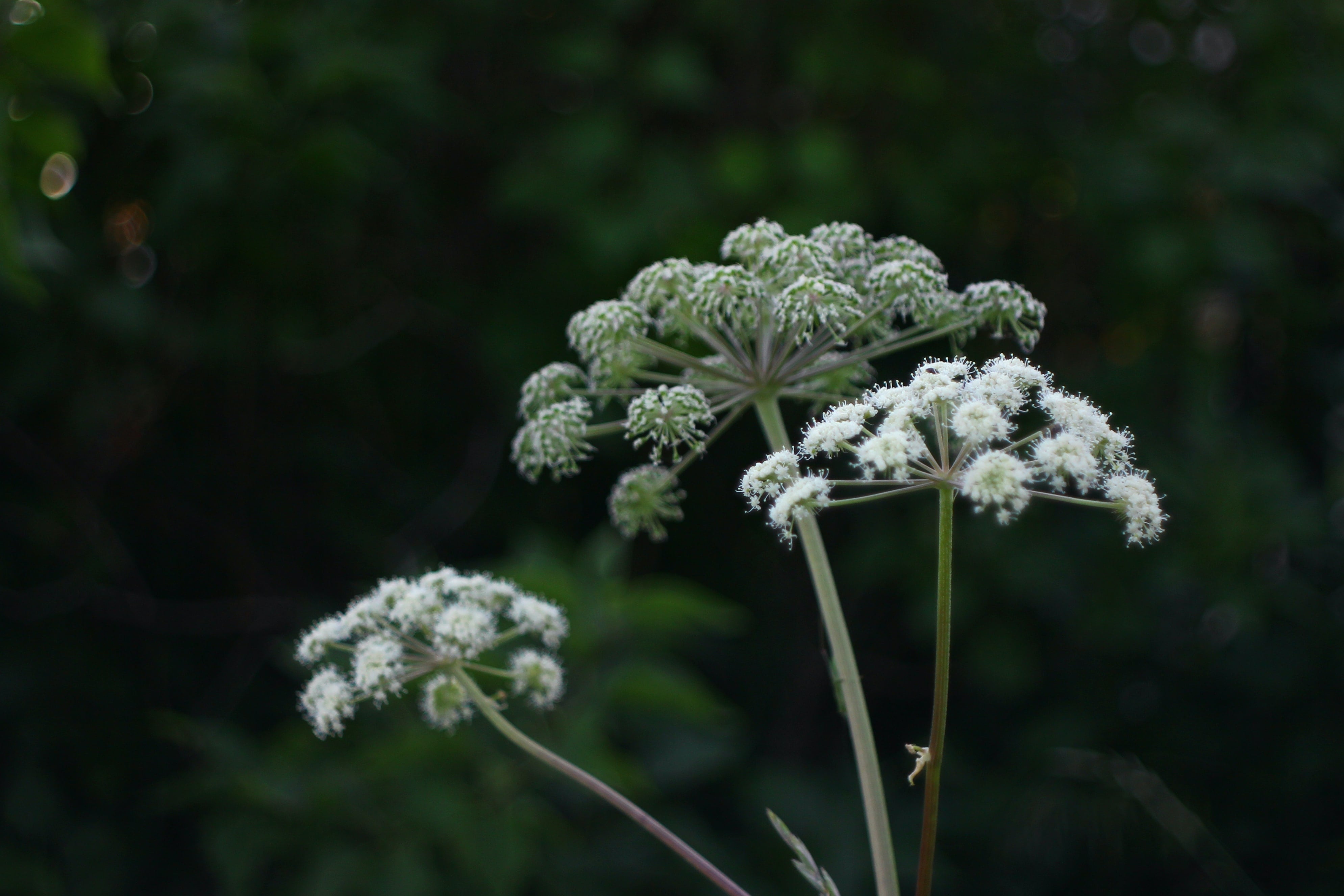 An image of giant hogweed