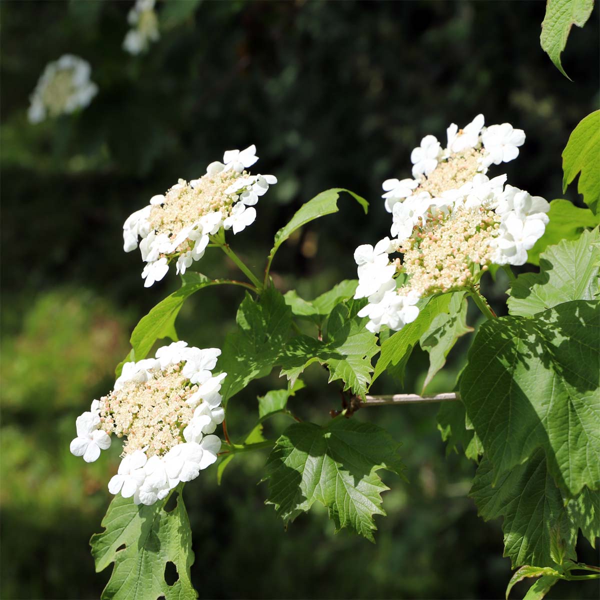 Guelder rose