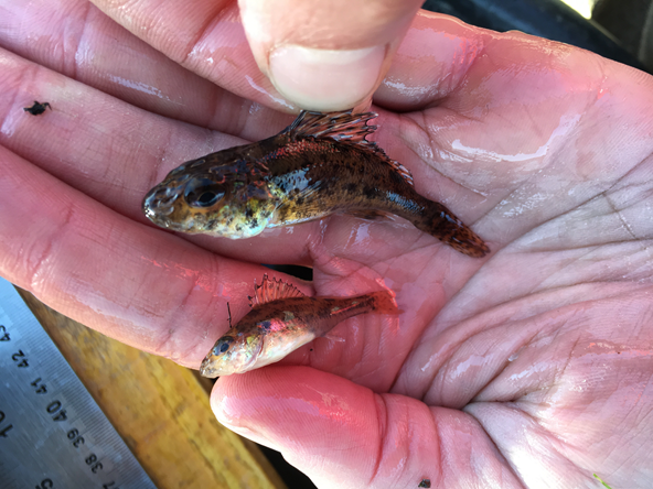 An image of the ruffe fish