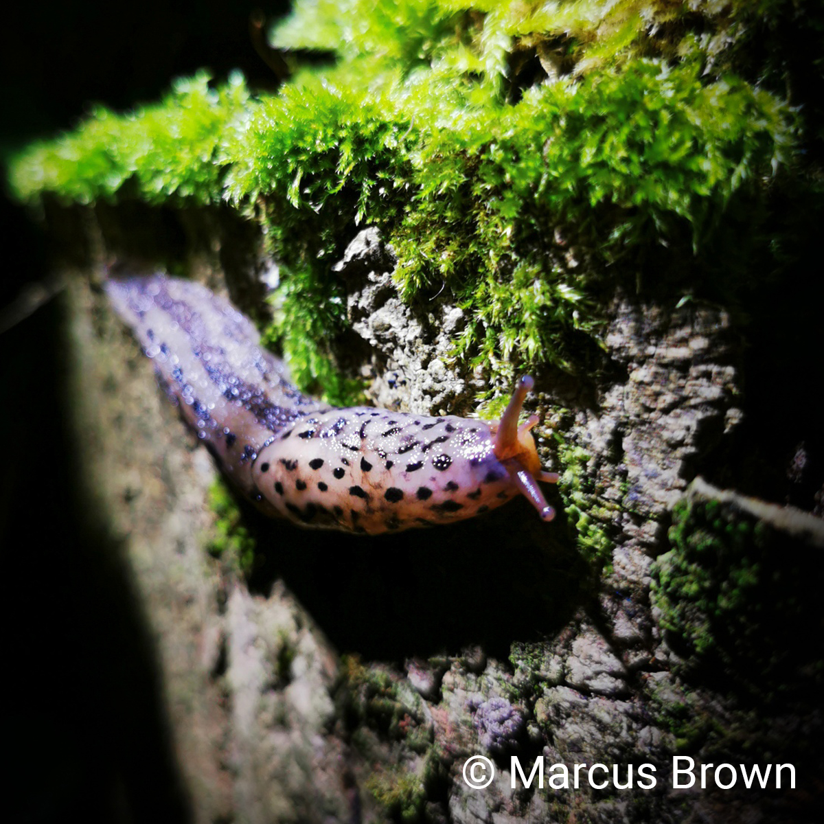 Picture of a leopard slug 