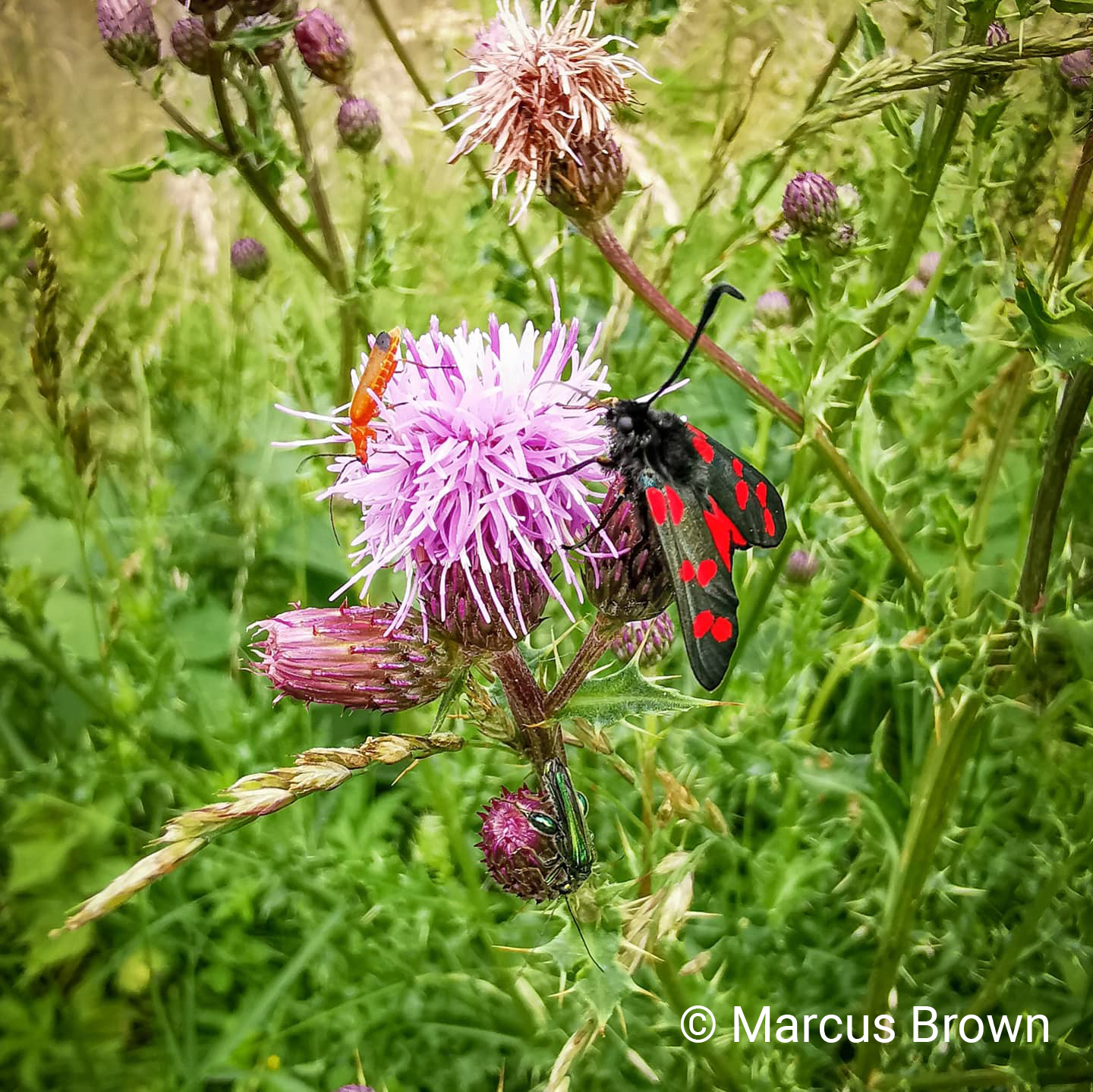 6 spotted moth 