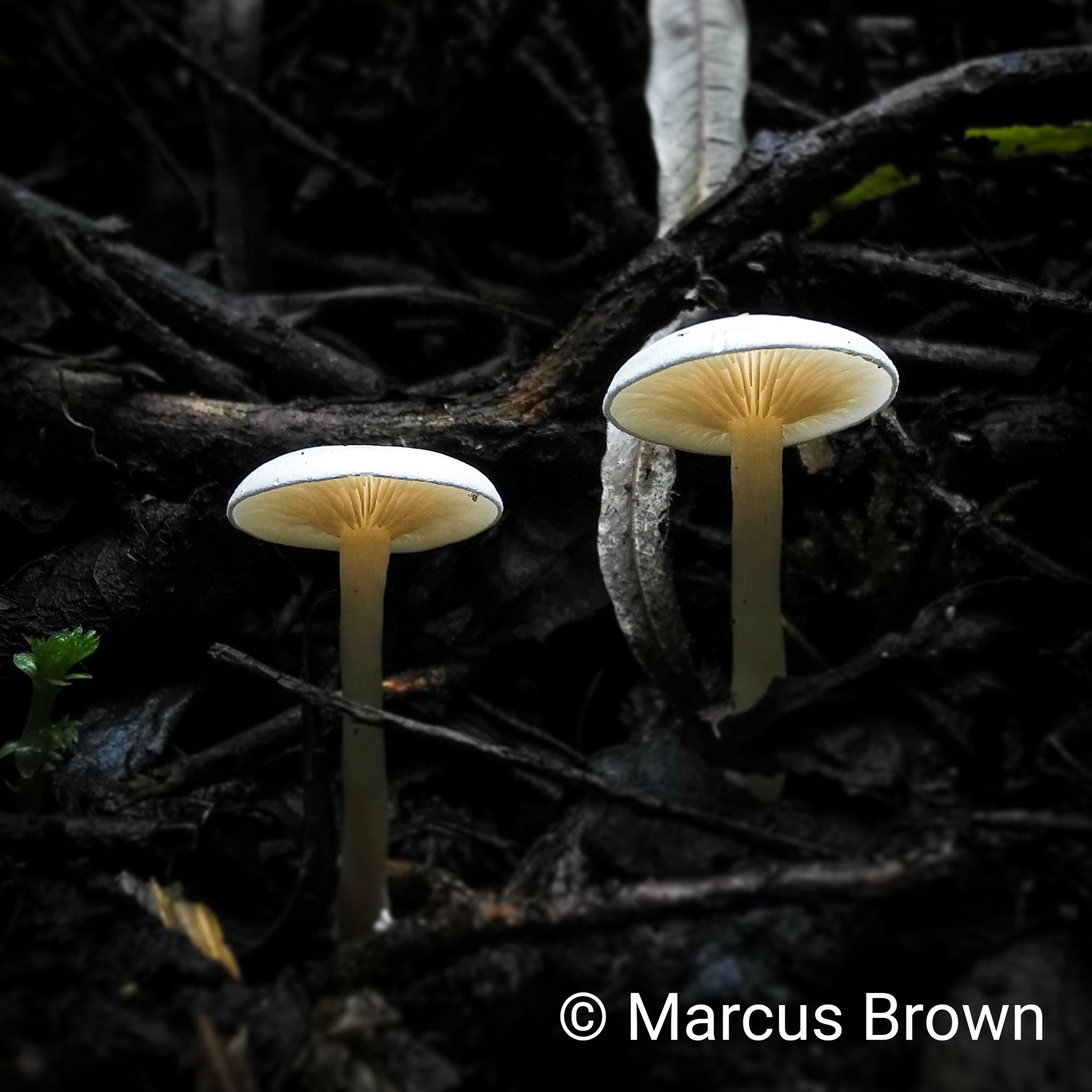 Fungi