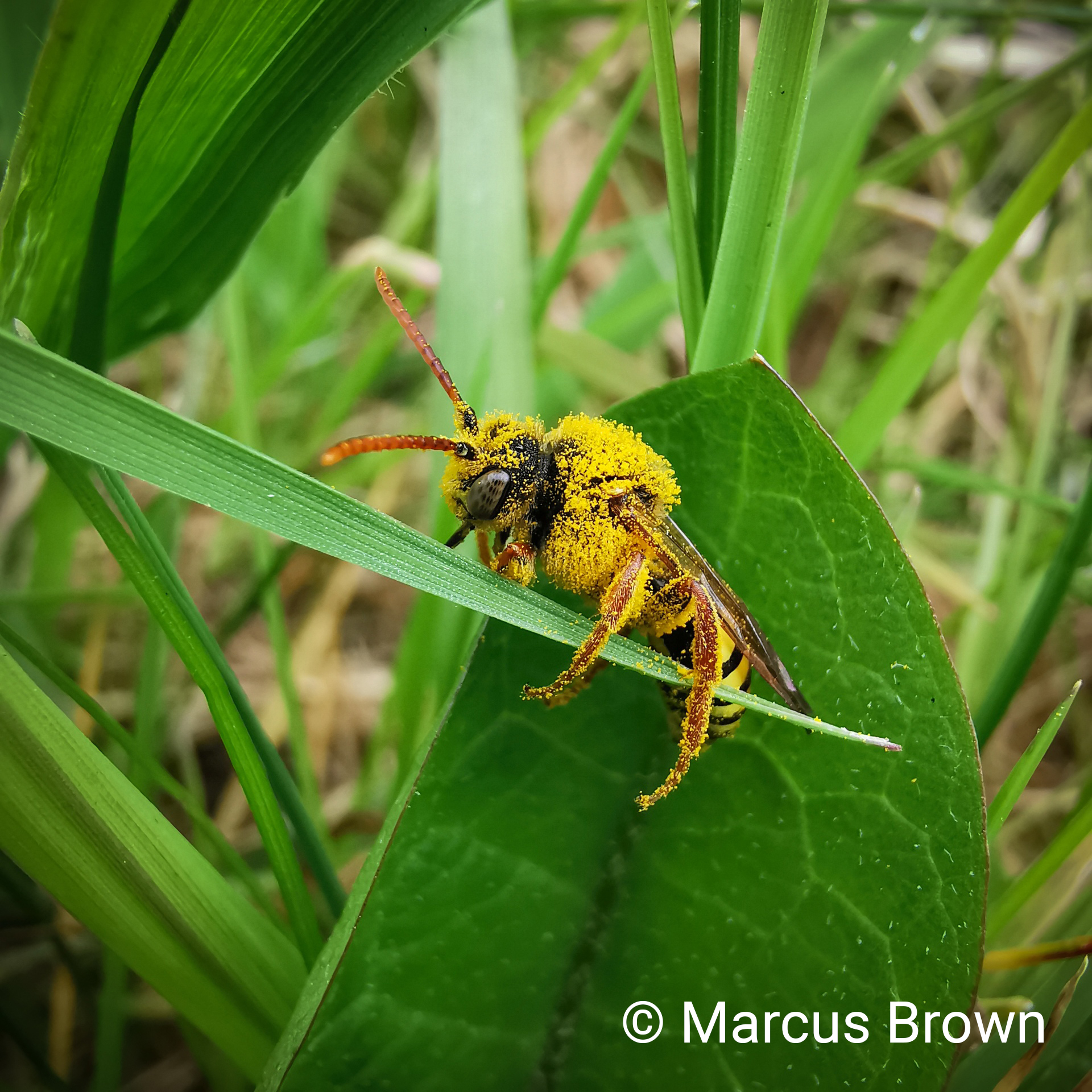 Nomad Bee