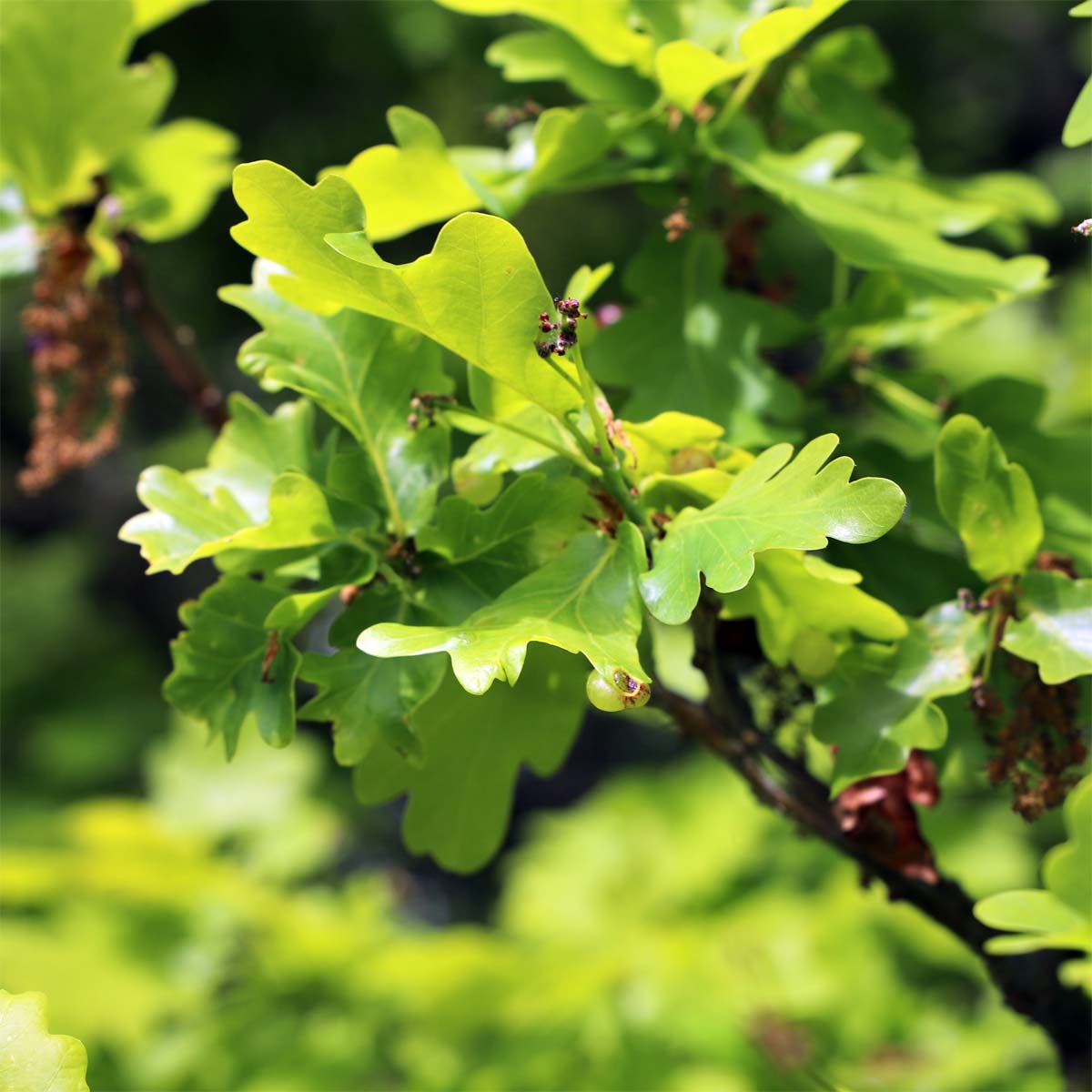 Oak Tree
