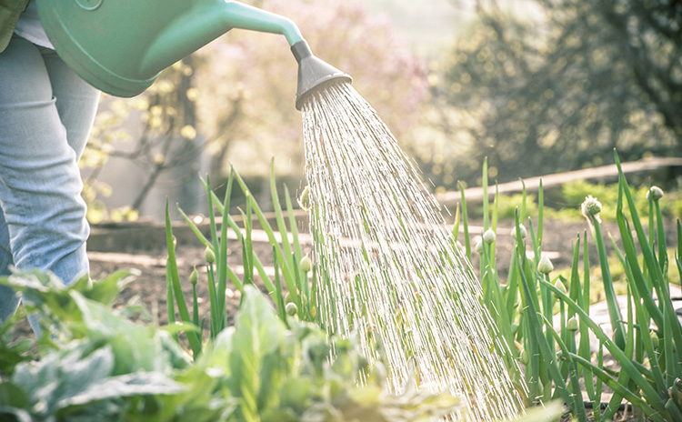 an image of a watering can