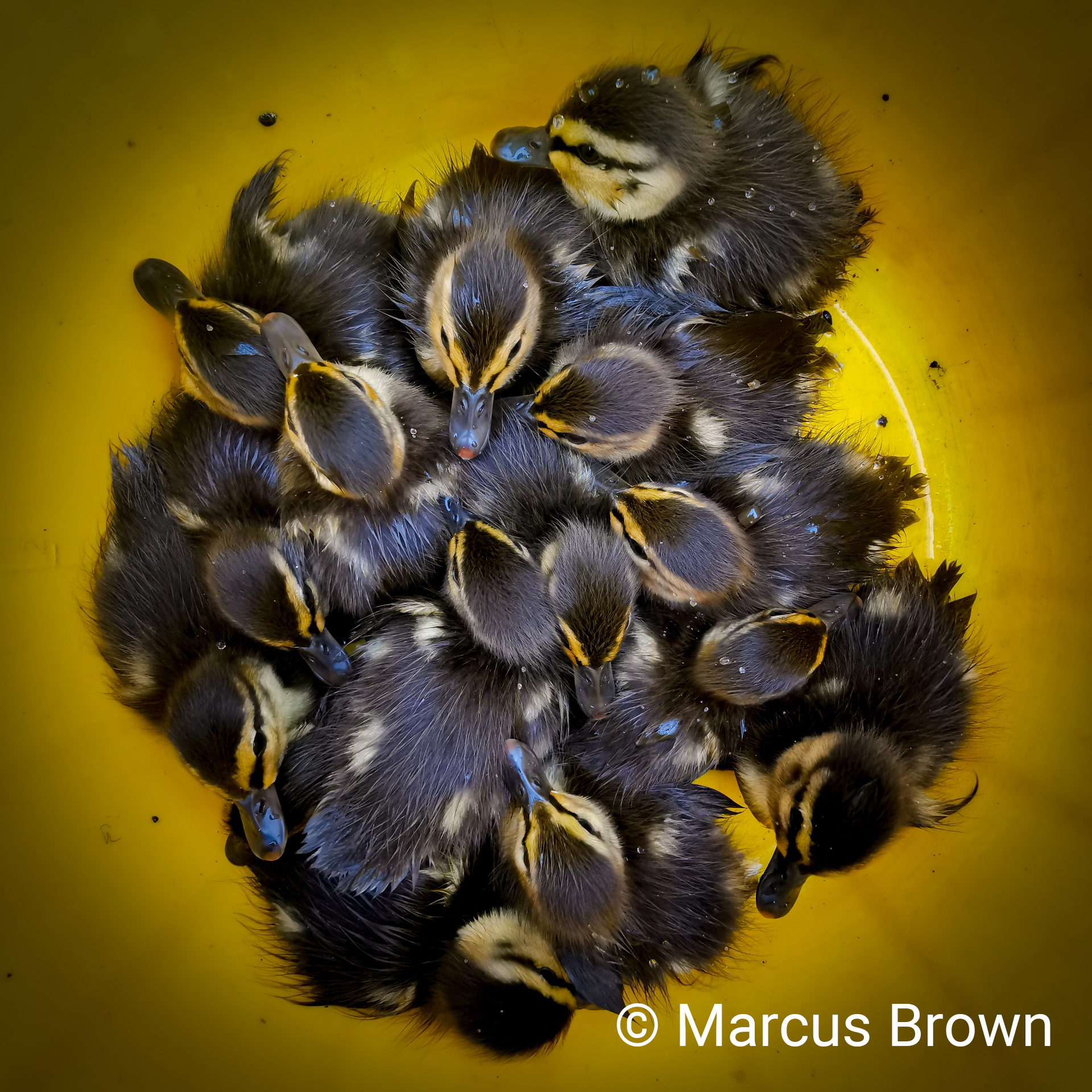 group of ducklings in a bucket