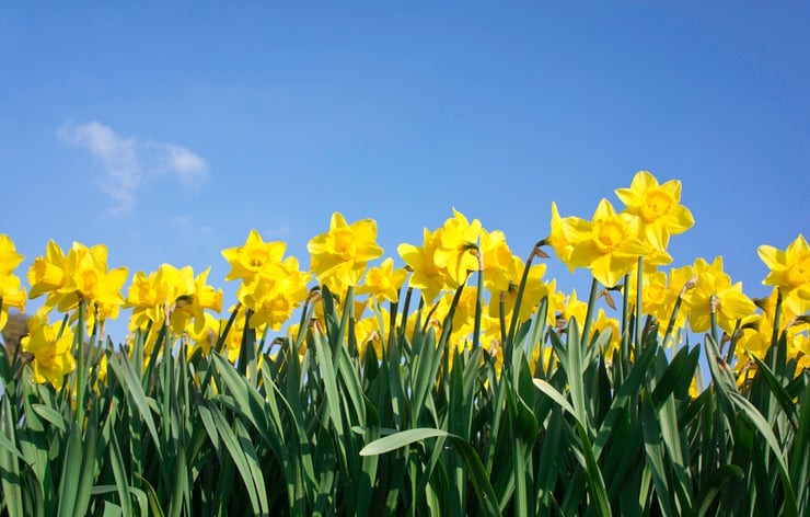 an image of some yellow daffolds 