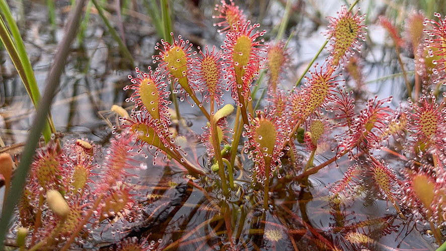 Sundews