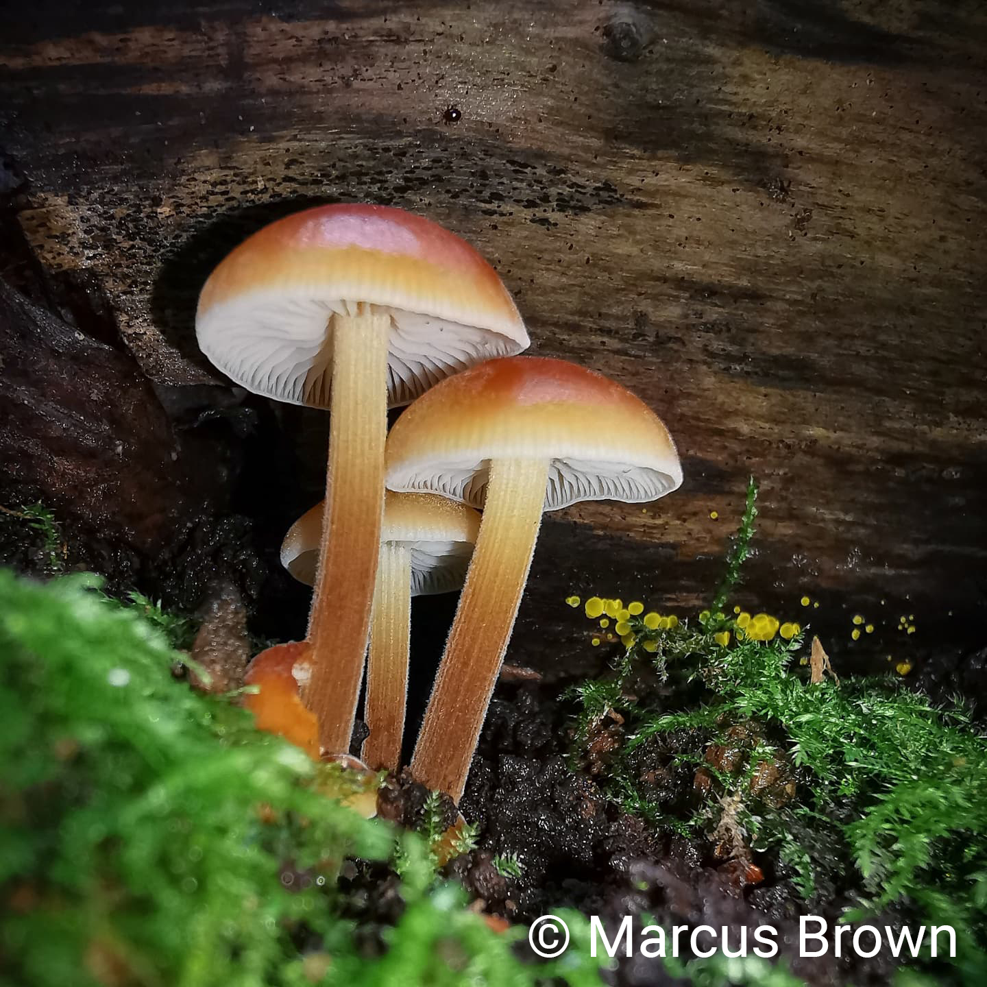 Even more Fungi 