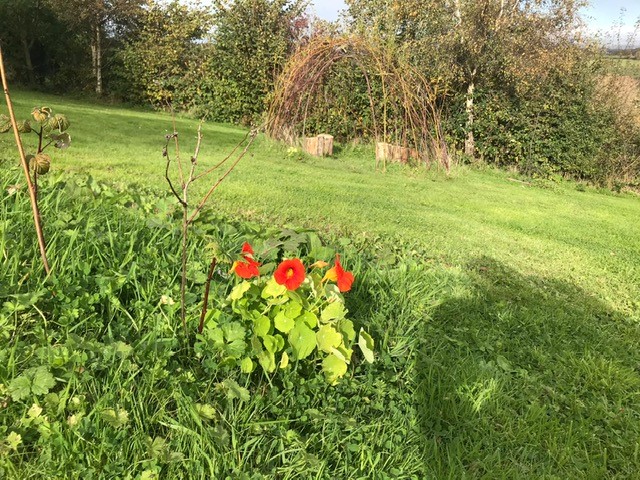 an image of some flowers