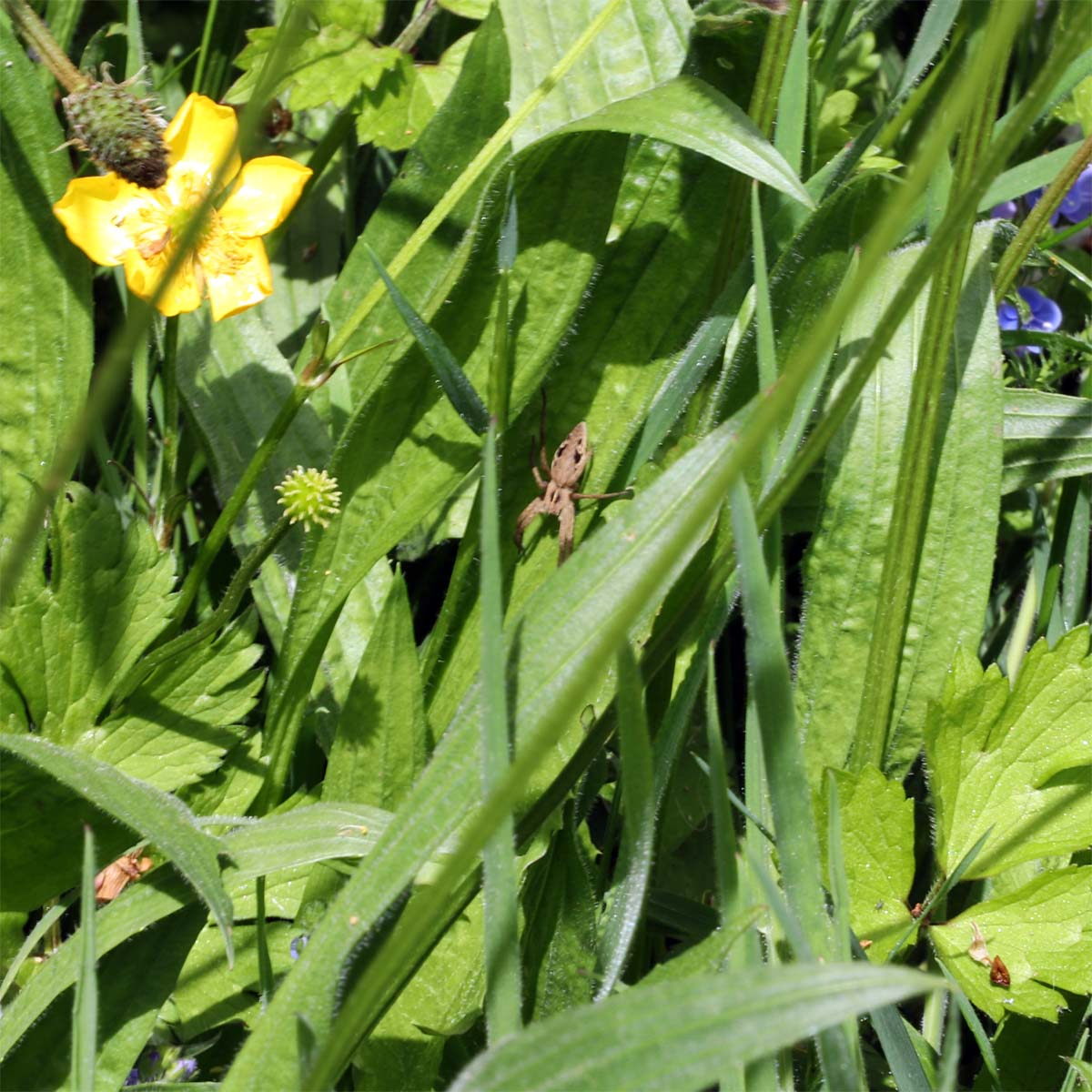 small wolf spider