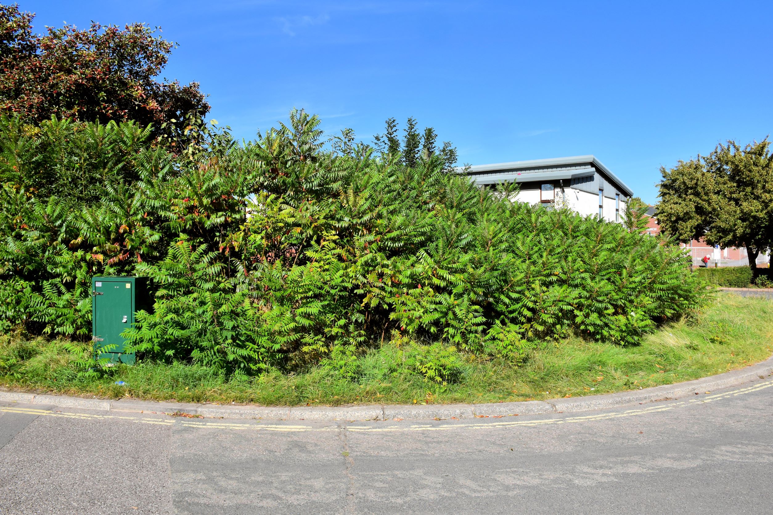 an image of hedges
