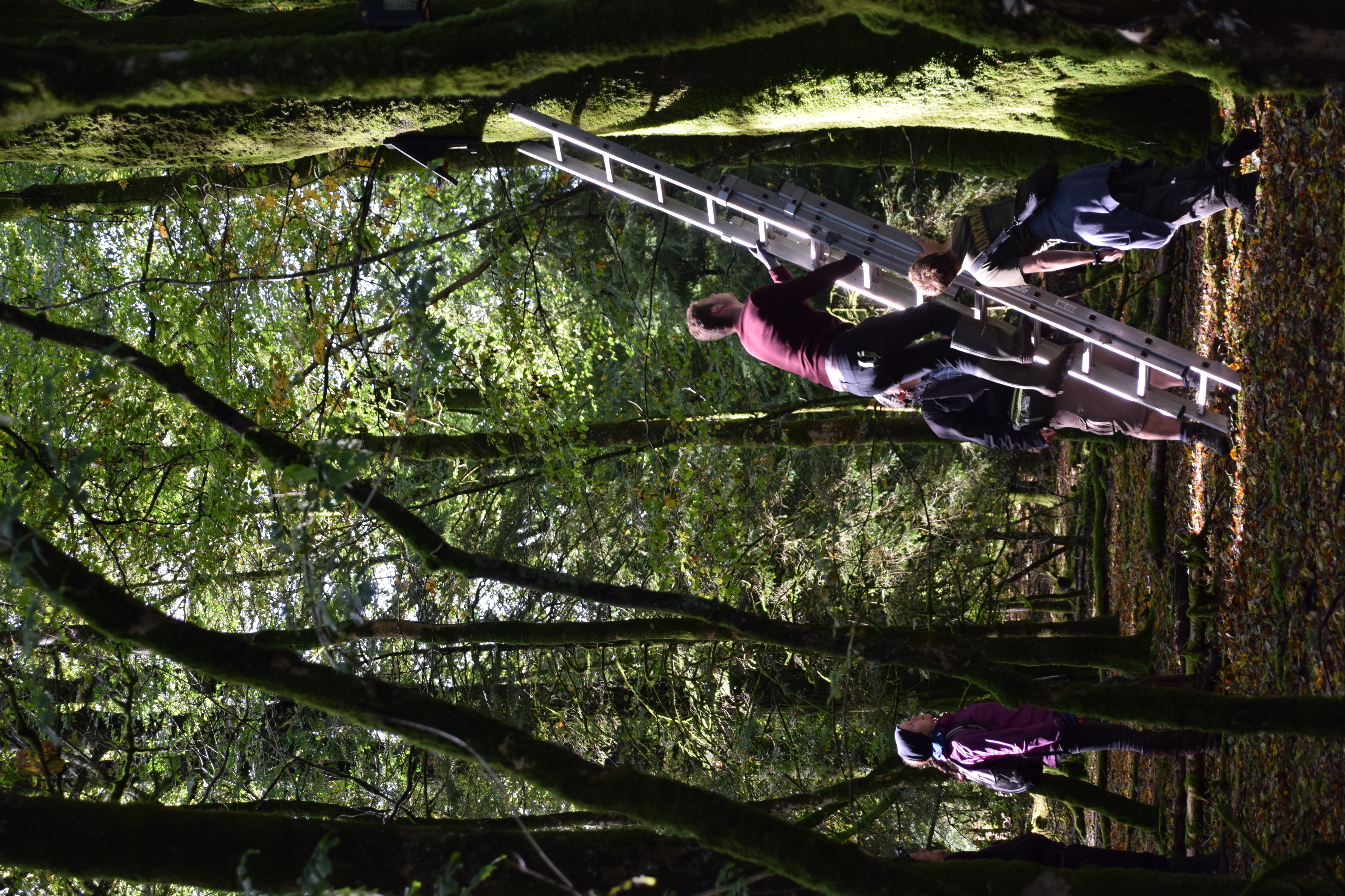 people on a ladder up a tree