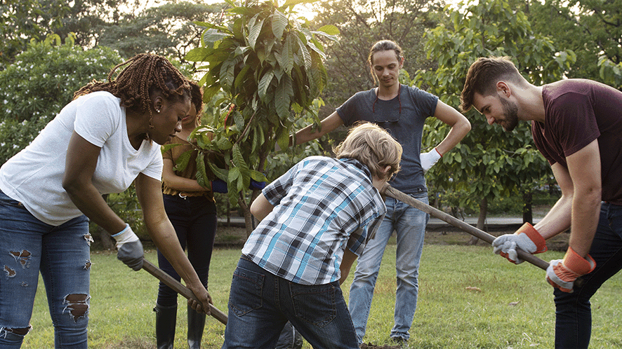 Picture of a group of people planting a tree 